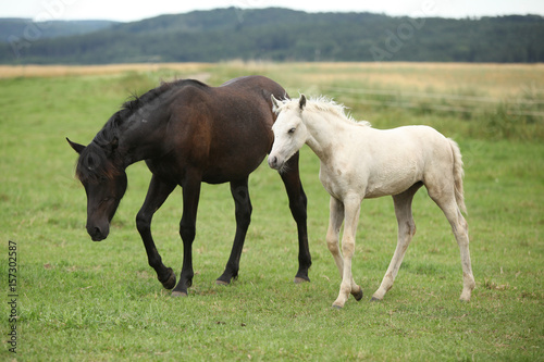 Beautiful foal with mare on pasturage