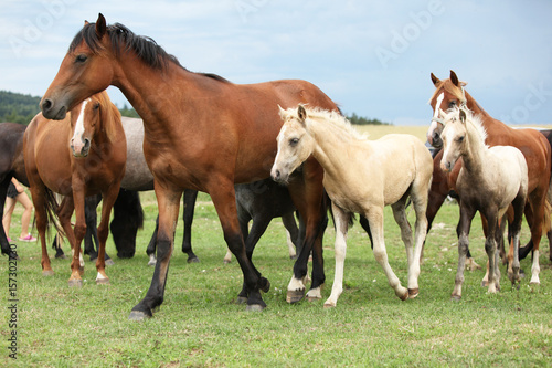 Beautiful foal with mare on pasturage