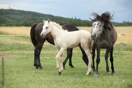Beautiful foal with mare on pasturage