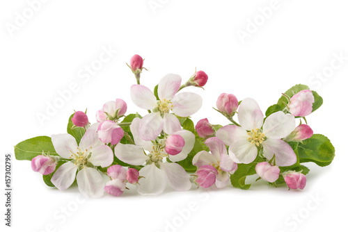 Apple Flowers with buds