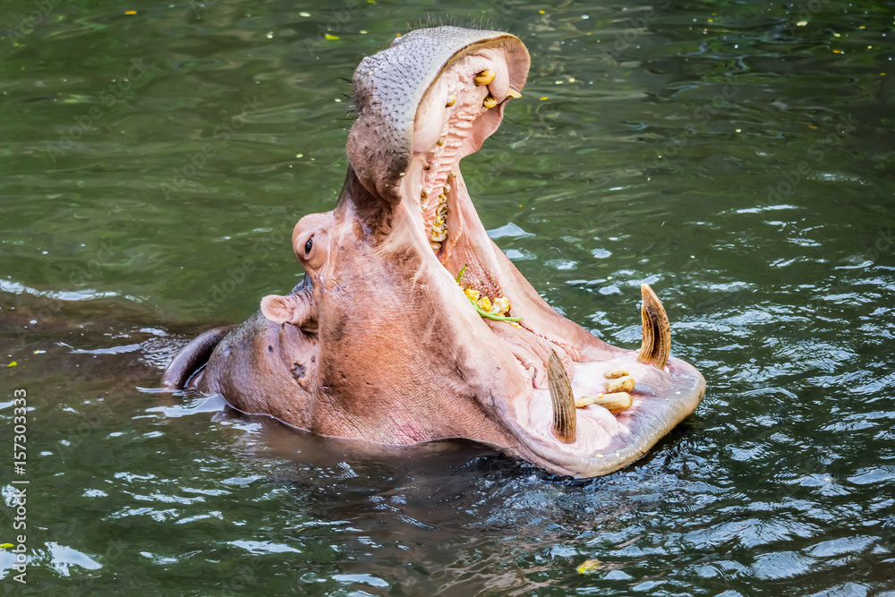 Fototapeta premium Hippopotamus in the water 