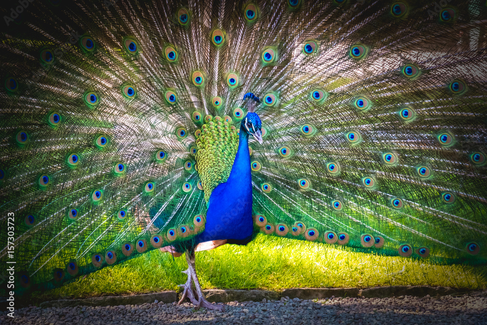 Obraz premium blue peacock peafowl vignette background