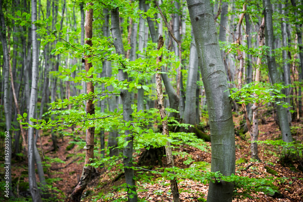 Fototapeta premium Fresh green spring leaves growing in a forest