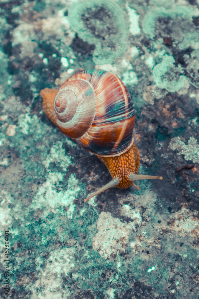 Photo depicts a wild lovely big beautiful snail with spiral shell. Amazing helix in the garden, crawling in a stone. Marco, close up view. Photo depicts a wild lovely big beautiful snail with spiral shell. Amazing helix in the garden, crawling in a stone. Marco, close up view.