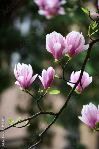 flowers of magnolia blooming tree pink color on branch
