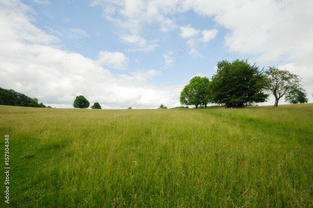 Beautiful summer landscape
