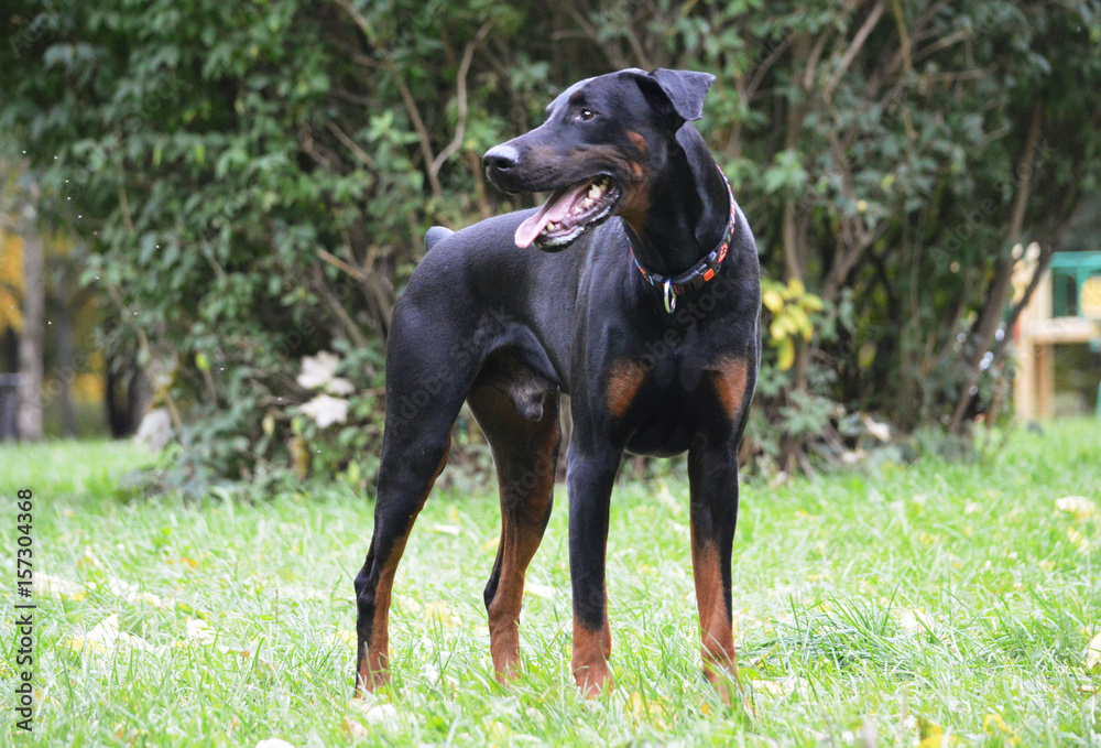 my doberman