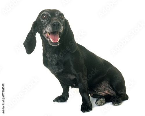 old black dachshund © cynoclub