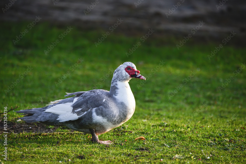 Portrait of Muscovy Duck Cairina Moschata walking on grass in sunrise light Portrait of Muscovy Duck Cairina Moschata walking on grass in sunrise light