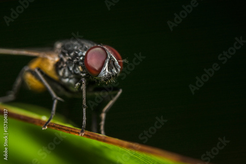 Fly close-up © spongprom