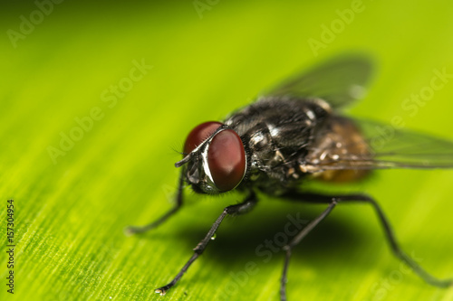 Close-up of fly on banana leaf