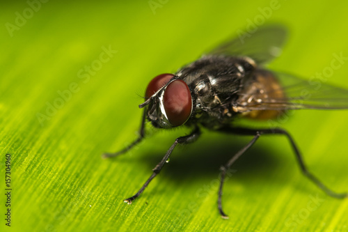 Close-up of fly on banana leaf