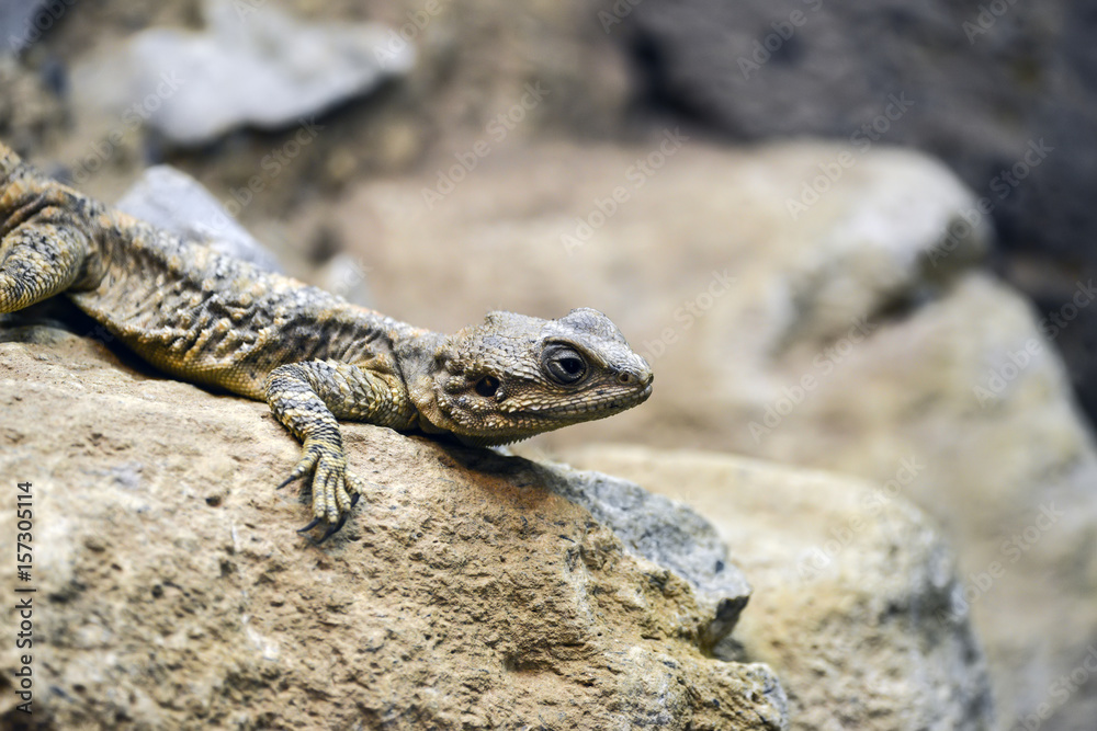 Beautiful Painted Dragon reptile Stellagama Stellio Brachydactyla on rock Beautiful Painted Dragon reptile Stellagama Stellio Brachydactyla on rock
