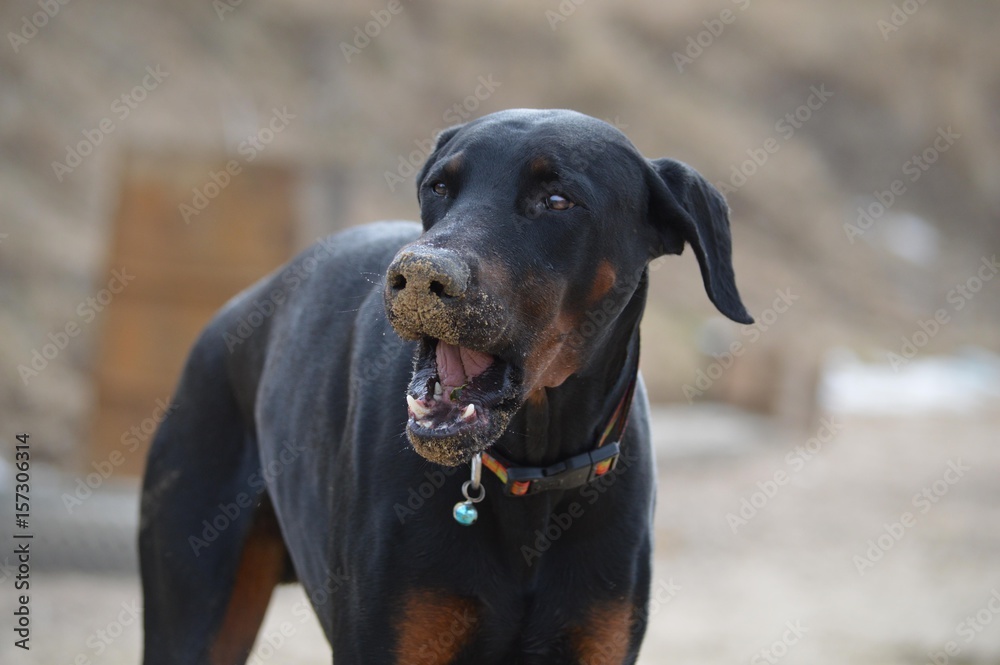 doberman