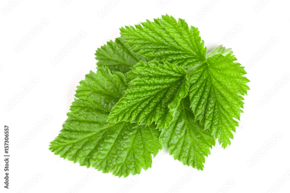 Fresh raspberry leaf isolated on white background Fresh raspberry leaf isolated on white background