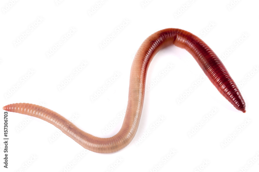 one earthworms isolated on white background one earthworms isolated on white background