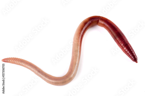 one earthworms isolated on white background