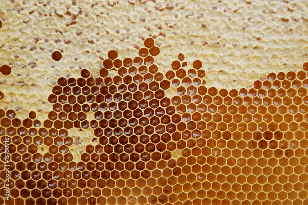 honeycomb with honey honeycomb with honey