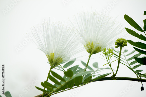 Albizia myriophylla Benth tree white flower on a tree with a white background.