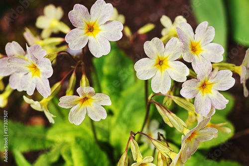 Primula in the spring