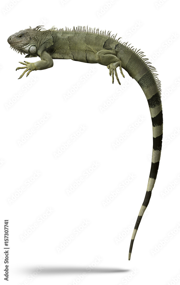 Naklejka premium Wysoka szczegółowość Iguana zielona lub Iguana amerykańska jaszczurka egzotyczne zwierzę domowe na białym tle.