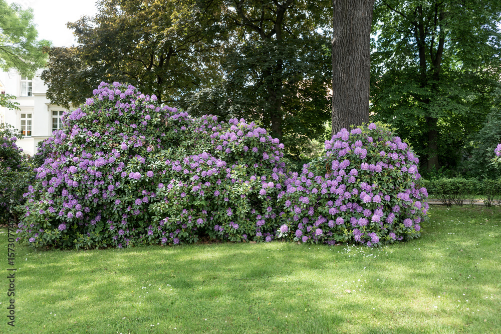 Obraz premium Beautiful Rhododendron flower bushes in a Garden Landscape