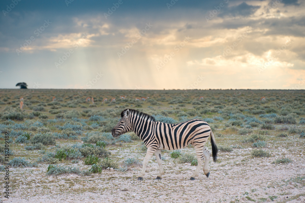 Obraz premium Burchell's (Plain's) zebra