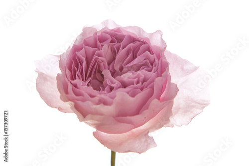 Rosa Centifolia vor weißem Hintergrund photo