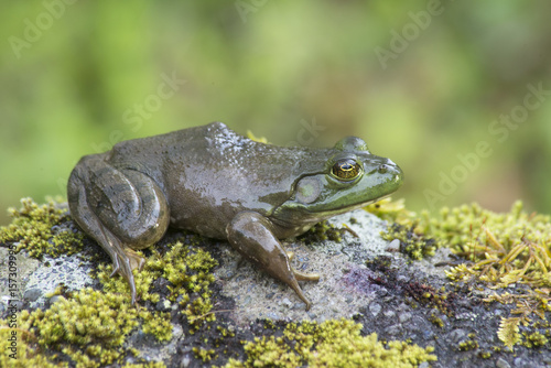 Green and Gray Frog sits on a moss covered boulder.