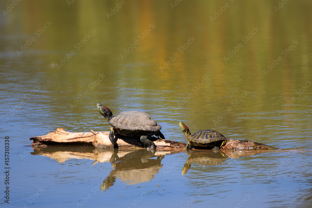 Fototapeta premium Turtles on a Log