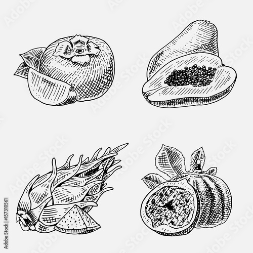 set of hand drawn, engraved fresh fruits, vegetarian food, plants, vintage looking common fig, persimmons and pitaya, papaya. photo