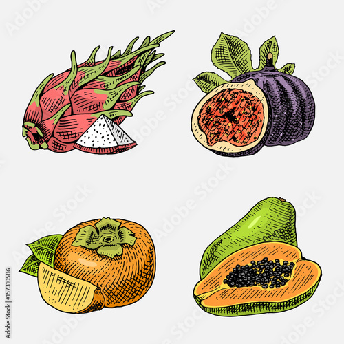 set of hand drawn, engraved fresh fruits, vegetarian food, plants, vintage looking common fig, persimmons and pitaya, papaya.
