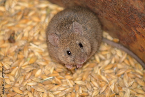 little gray mouse sitting on the grains of barley and can spoil a lot of grain