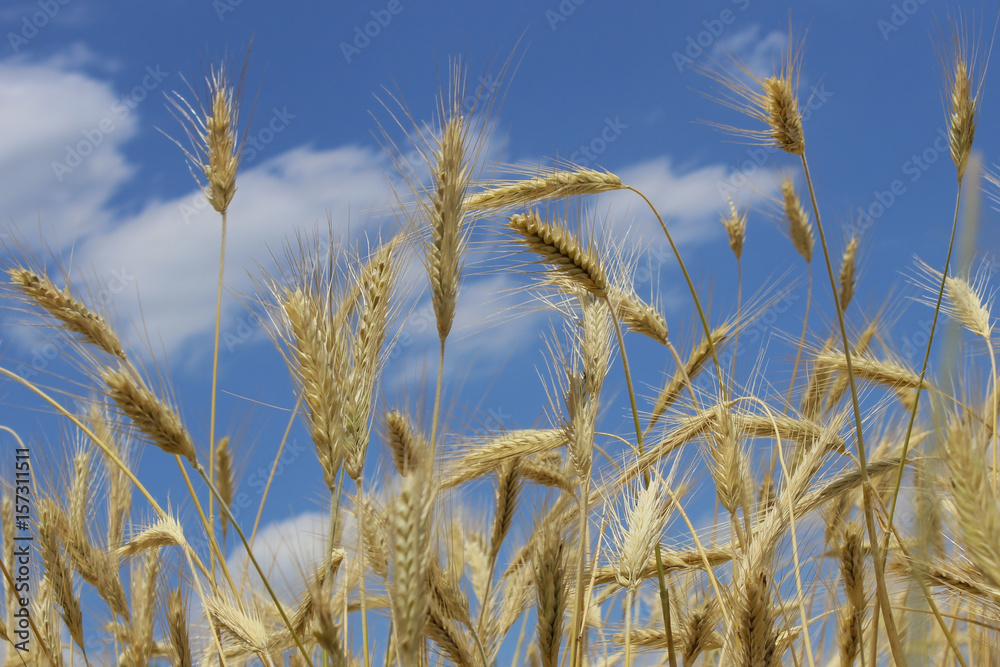Ears of wheat Ears of wheat