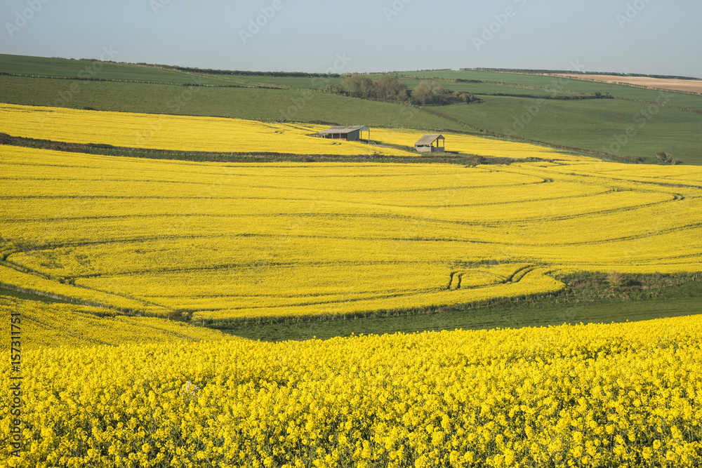 Beautiful landscape image of ripe rapeseed canola crop in Spring in English countryside