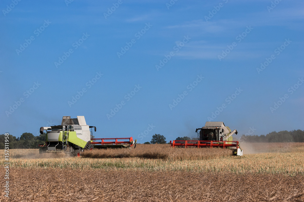 Fototapeta premium HARVERSTERS ON THE FIELD