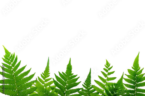 Fern leaves and white background  Green leaves  for isolate the background