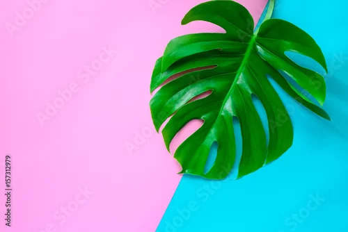 Obraz Tło moda z liściem Monstera