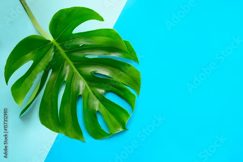 Obraz Tło moda z liściem Monstera