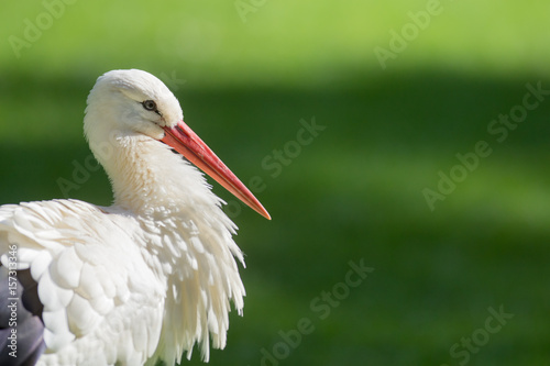 cigogne blanche