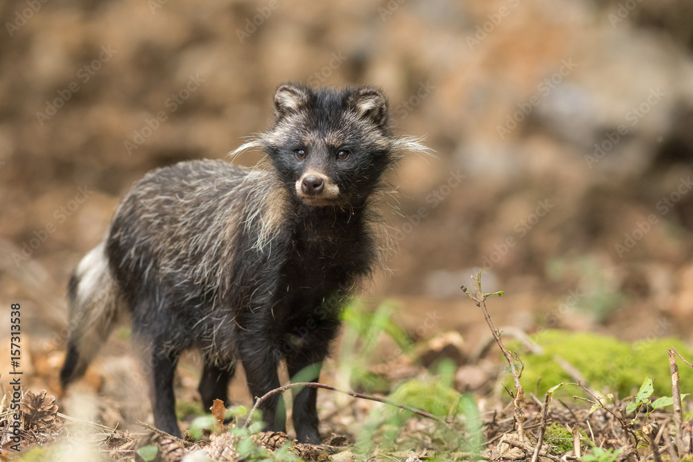 Chien viverrin, Nyctereutes procyonoides. Chien viverrin, Nyctereutes procyonoides.