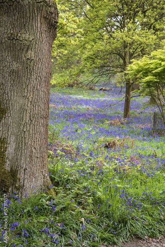 Fototapeta Naklejka Na Ścianę i Meble -  Stunning vibrant landscape image of blubell woods in English countryside in Spring