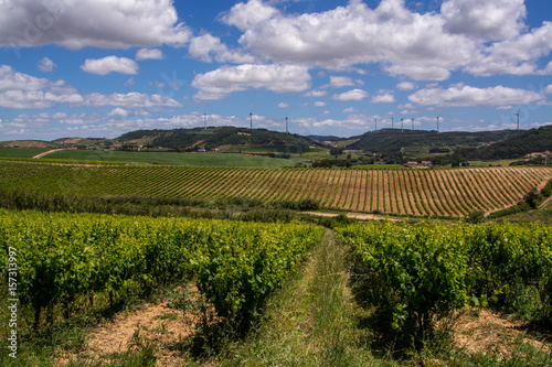 Vine fields in Torres Vedras Portugal.
