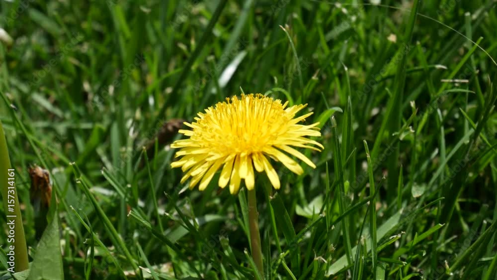 A dandelion flower in the grass. The yellow flower is trembling in the wind. A dandelion flower in the grass. The yellow flower is trembling in the wind.