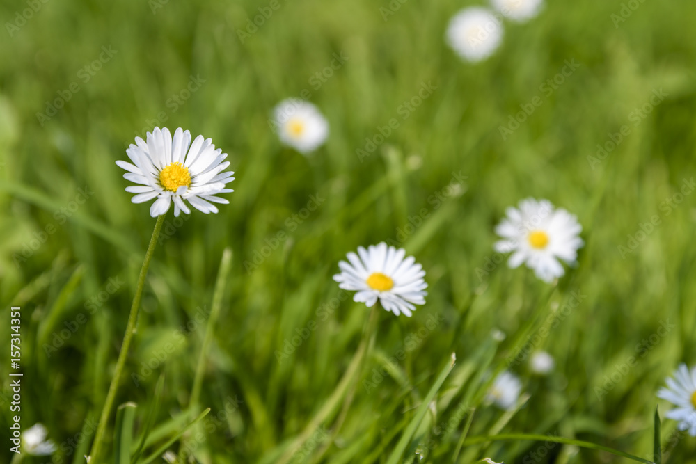 Gänseblümchen