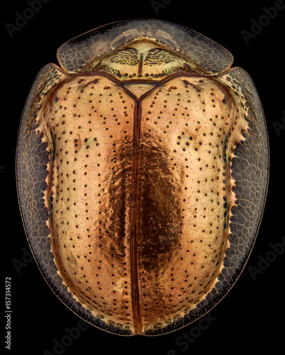 Top view of a golden tortoise beetle.The golden tortoise beetle is a species of beetle in the leaf beetle family, native to the Americas