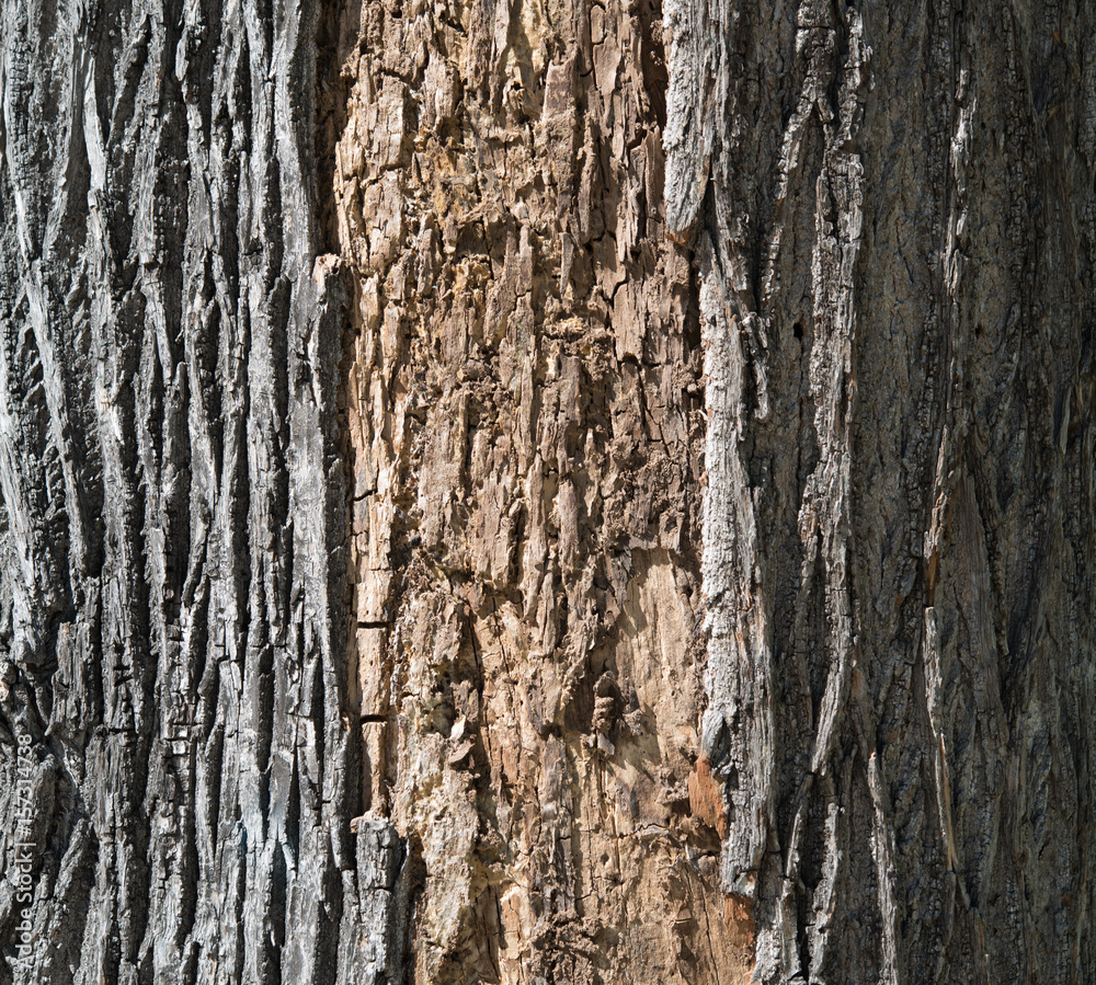 Obraz premium Baumrinde und Borke