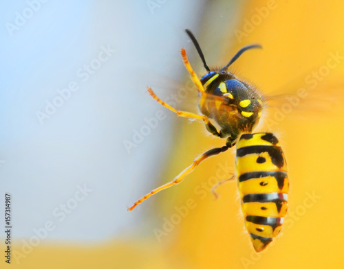 The Wasp - Vespula Germanica flying from a window. A wasp’s stinger contains venom that’s transmitted to humans during a sting. Can cause significant pain, irritation and dangerous allergic reaction. © Kletr