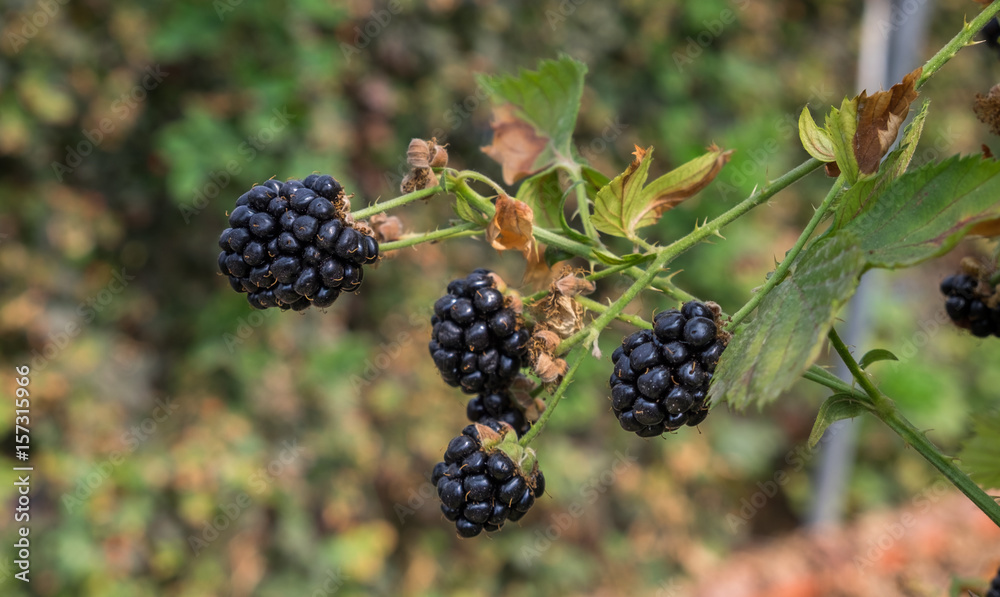New blackberry, black and red blackberries on a branch New blackberry, black and red blackberries on a branch