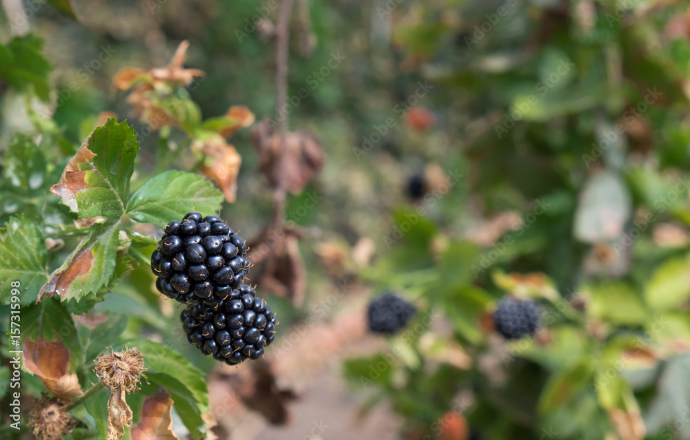 New blackberry, black and red blackberries on a branch New blackberry, black and red blackberries on a branch